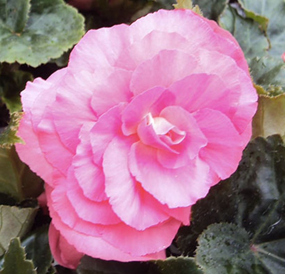 Begonia tubereux