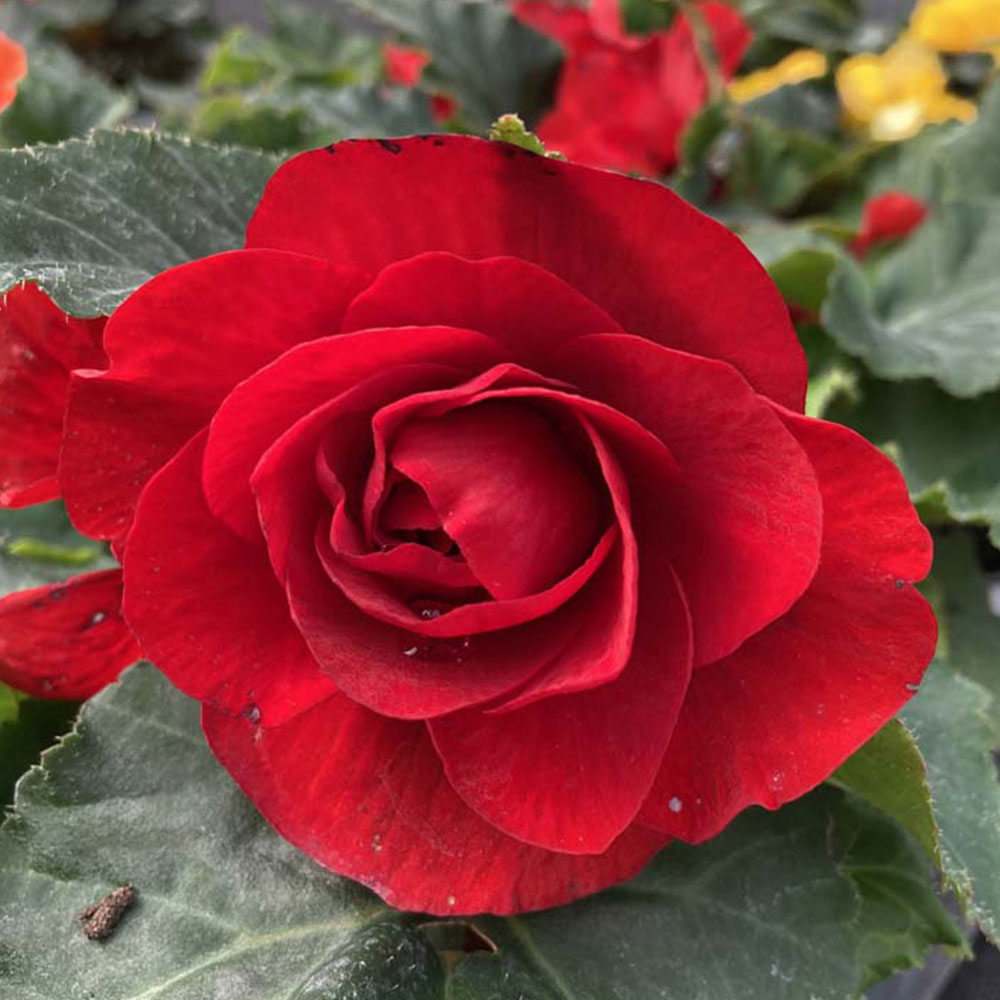 Begonia tubereux