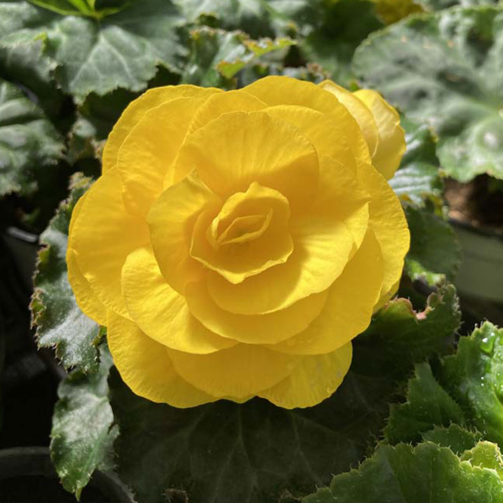 Begonia tubereux