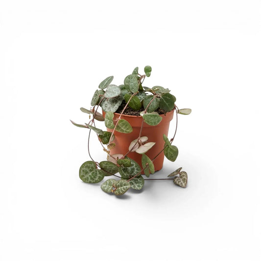Ceropegia woodii