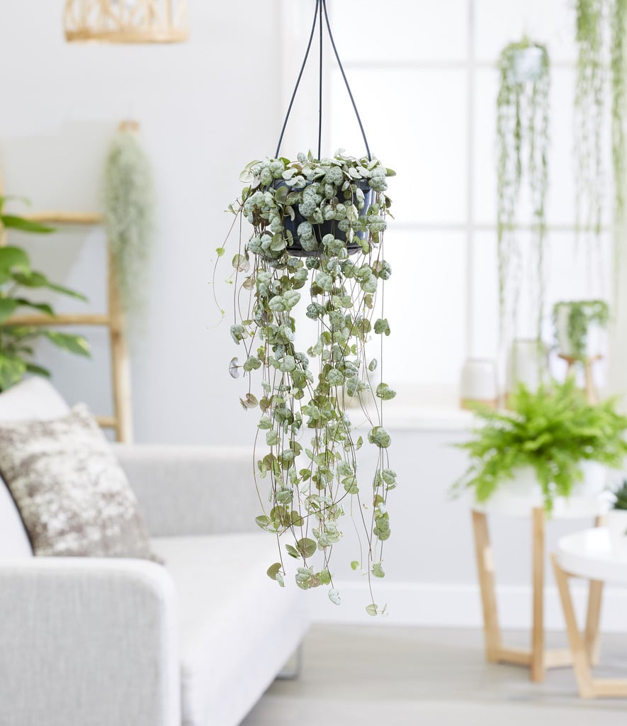 Ceropegia woodii