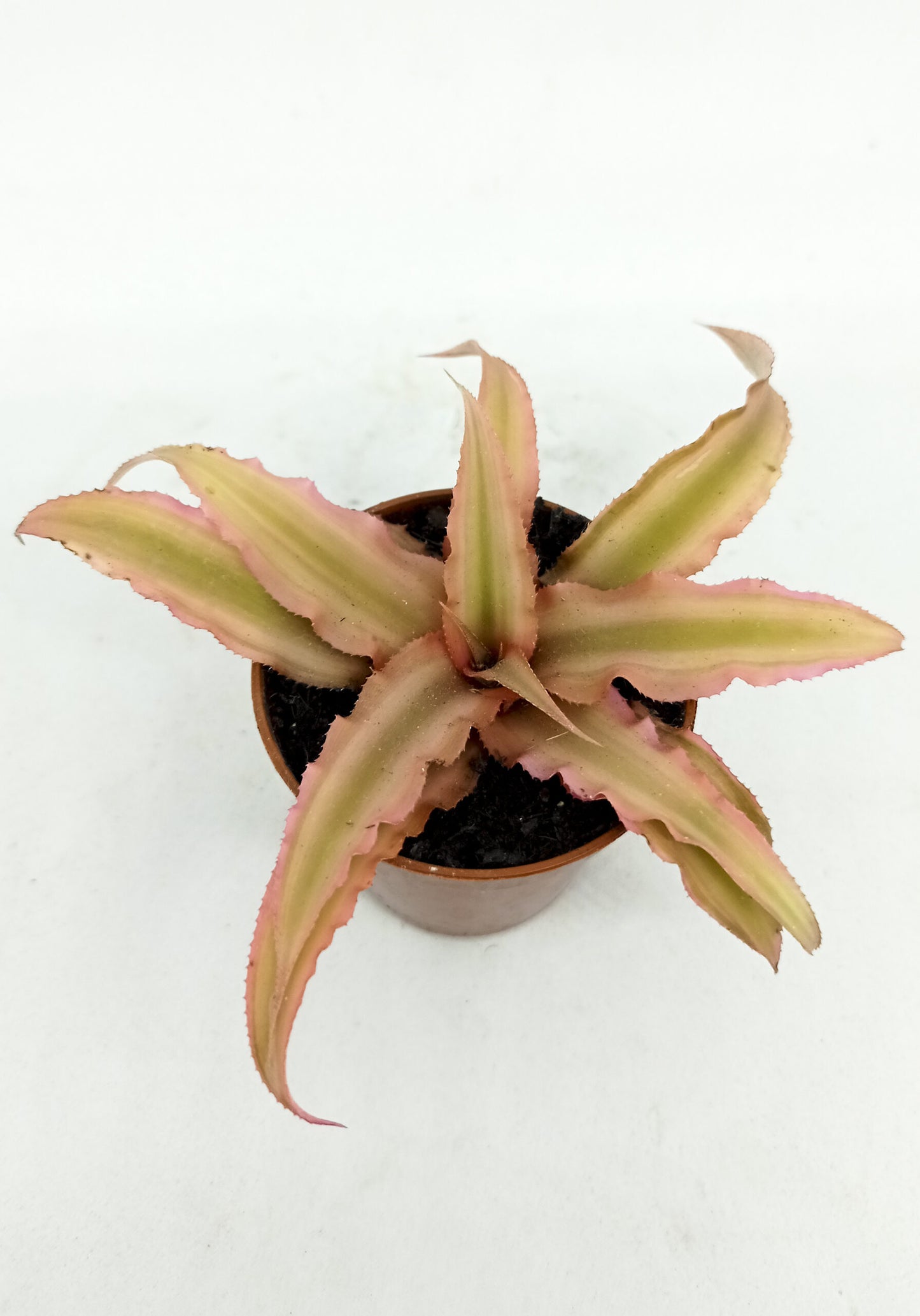 Cryptanthus bivittus