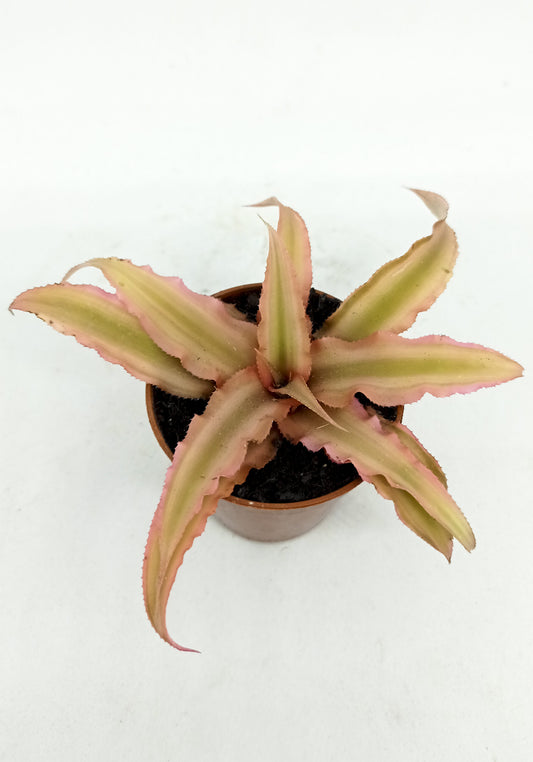 Cryptanthus bivittus