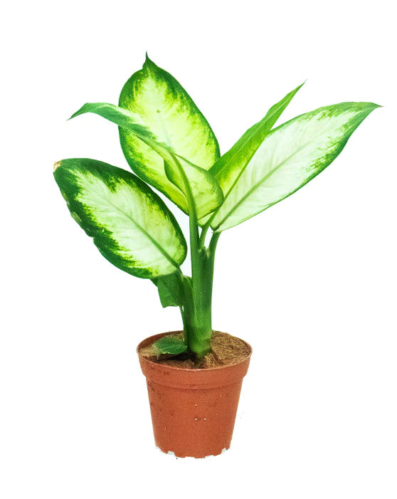 Dieffenbachia