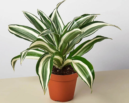 Dracaena fragrans kanzi dragon