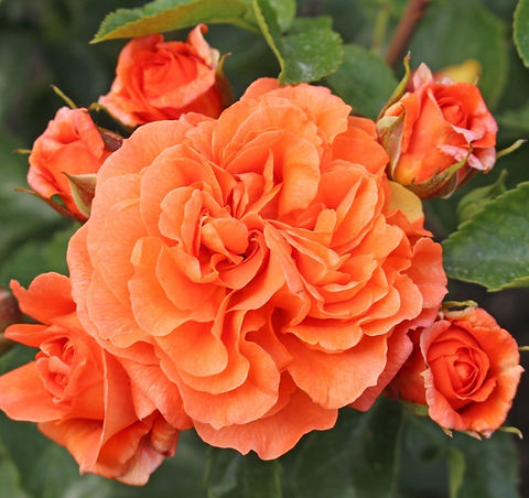 Rosier buisson