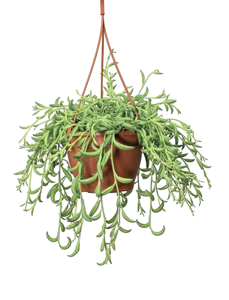 Senecio radicans