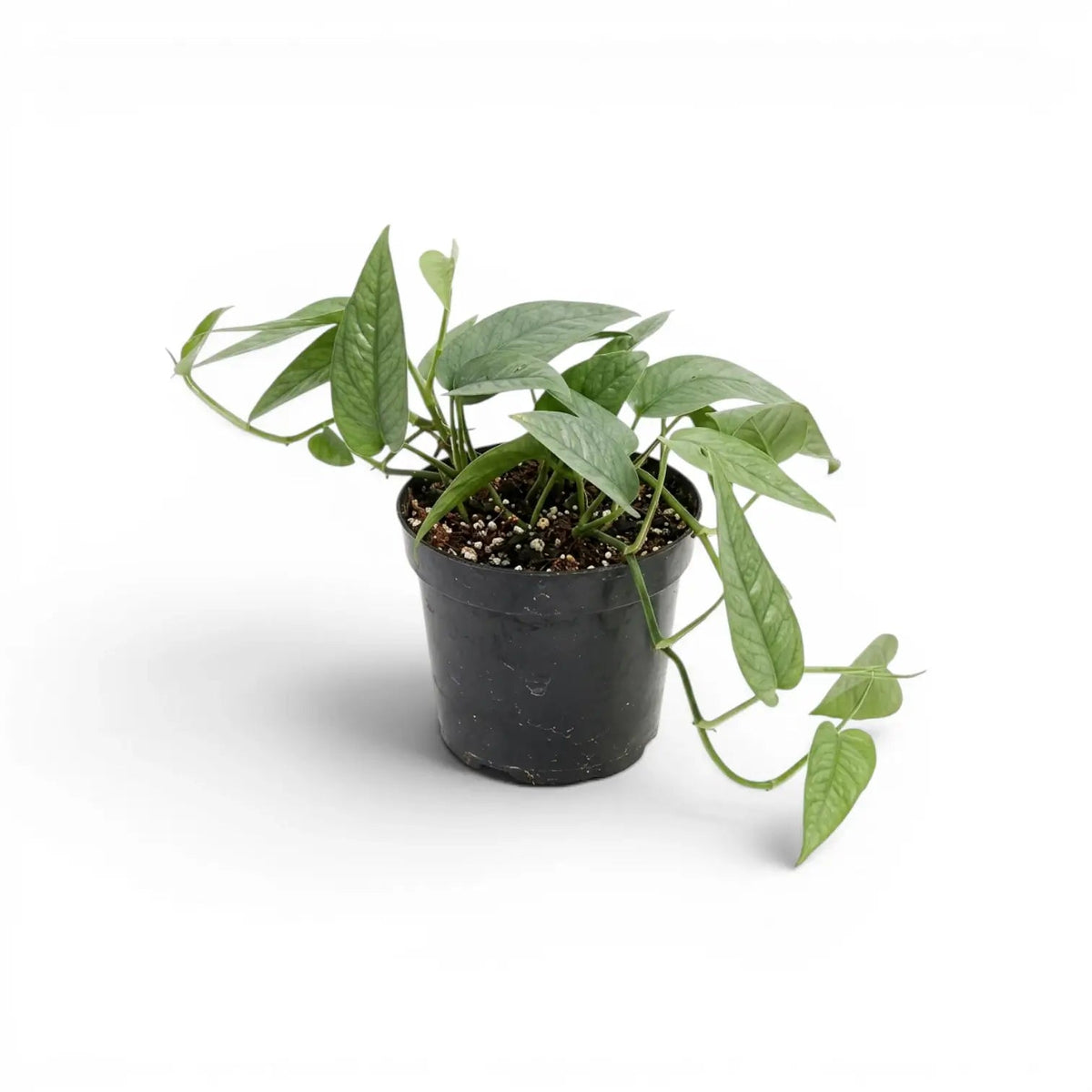 Epipremnum pinnatum cebu blue
