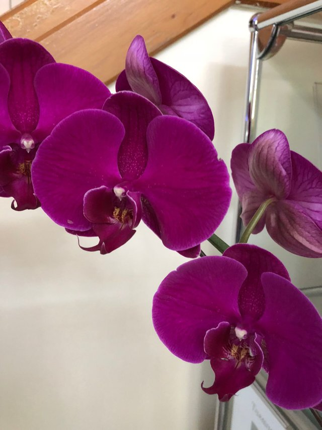 Phalaenopsis orchid