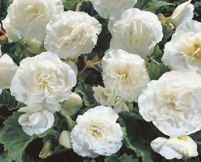 Begonia tubereux
