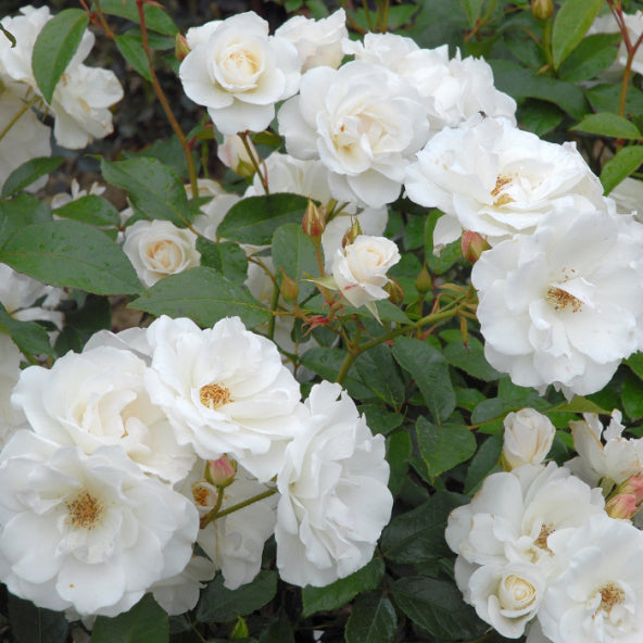 Rosier buisson