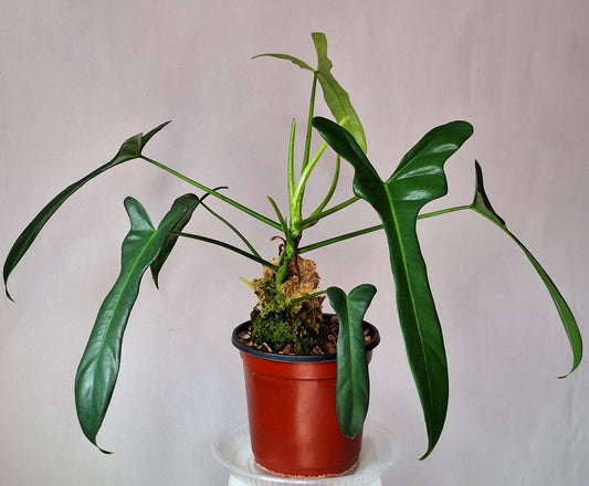 Philodendron longilobatum lelano miyano