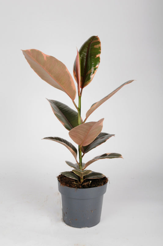 Ficus elastica belize ruby