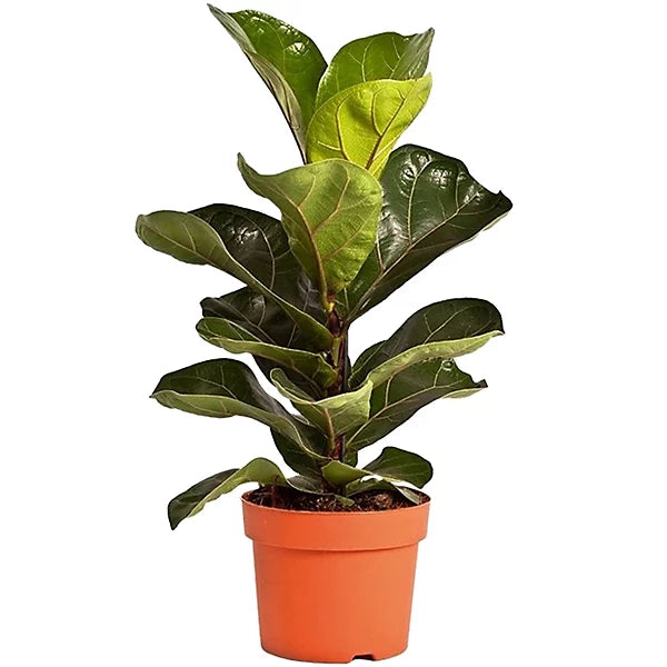 Ficus lyrata