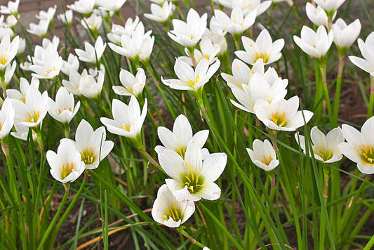 Zephyranthes candida (fairy lily)