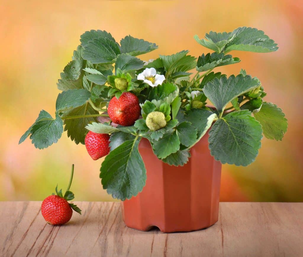 Strawberry (fraisier)