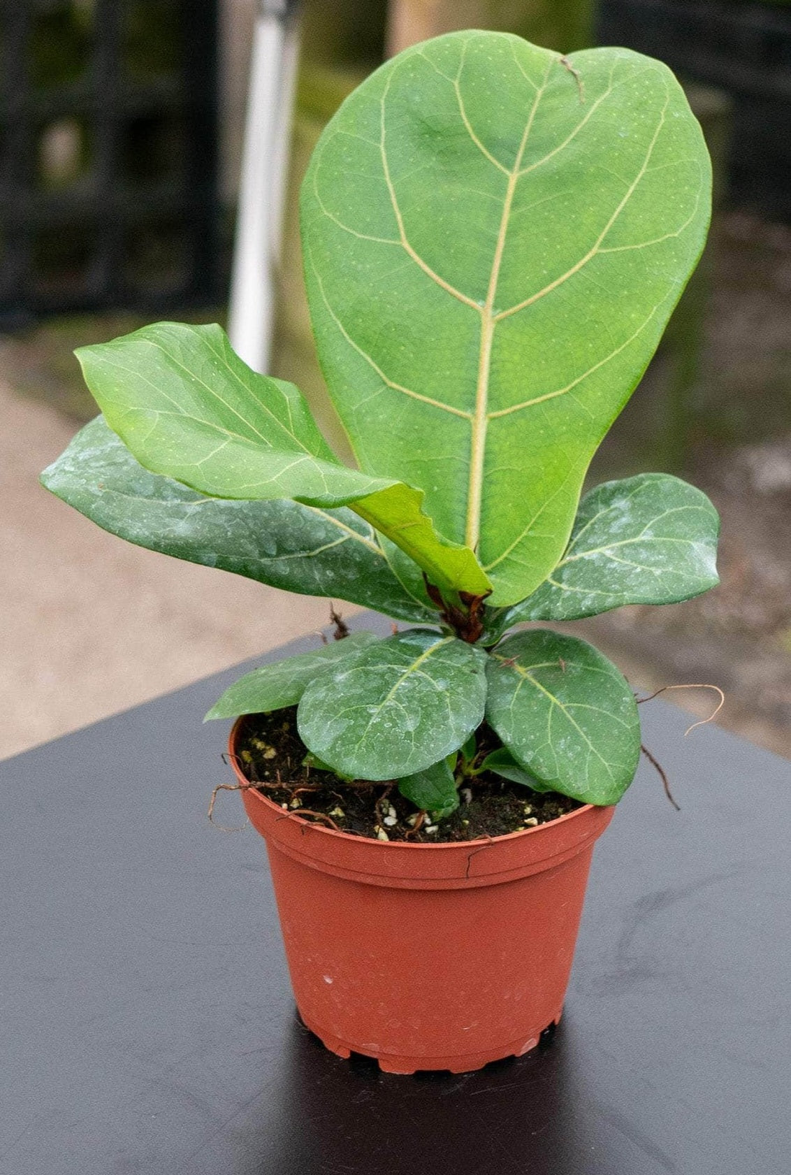 Ficus lyrata