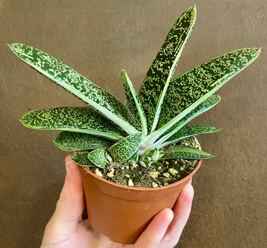 Gasteria little warty