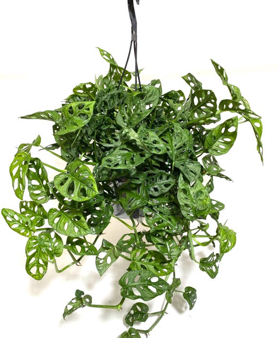 Monstera adansonii monkey mask (swiss cheese)