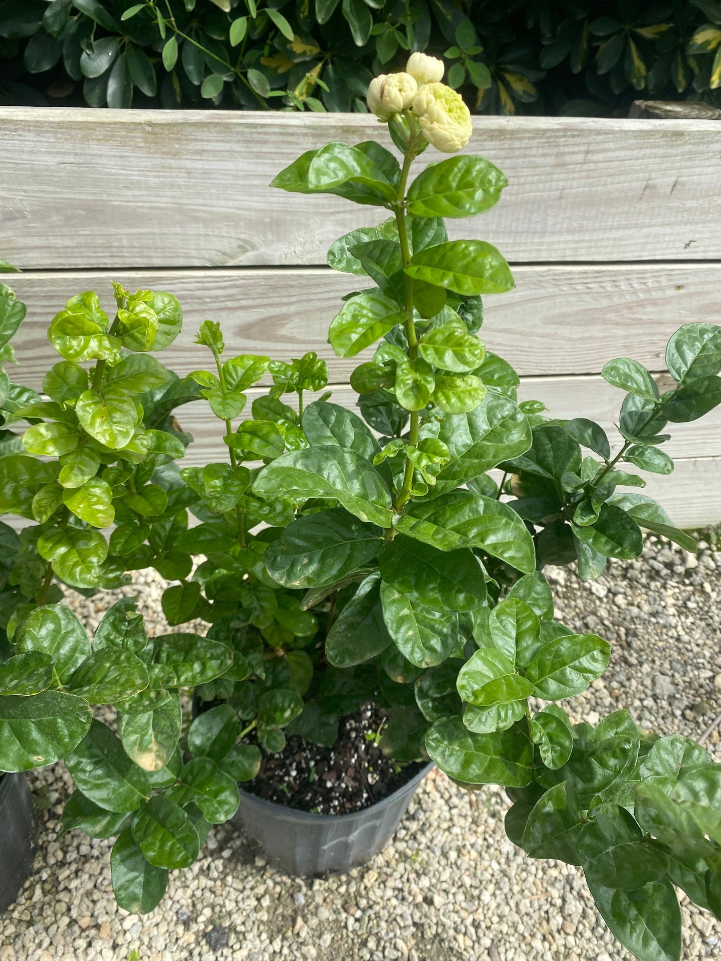 Jasminum sambac (fel)