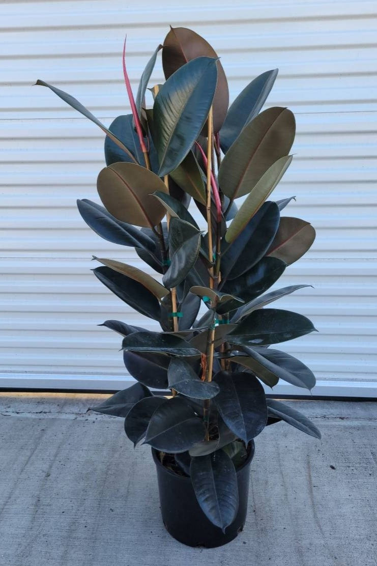 Ficus elastica burgundy