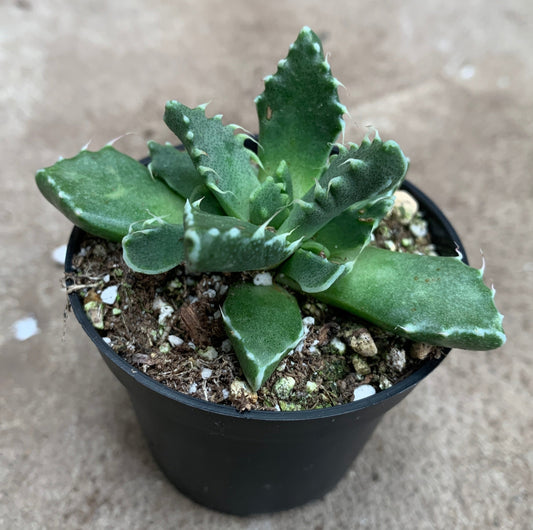 Faucaria