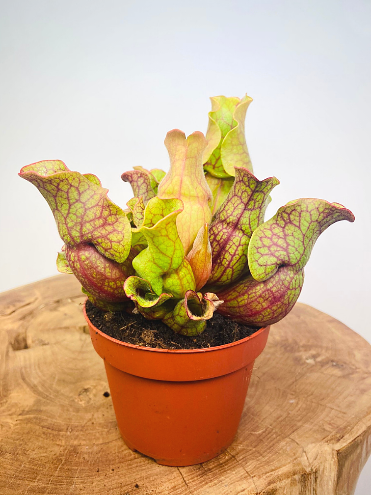 Sarracenia venosa