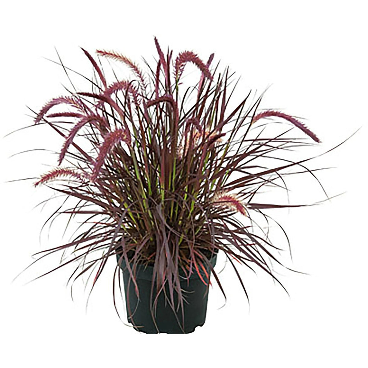 Pennisetum setaceum rubrum