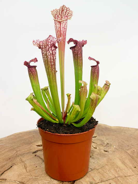 Sarracenia leucophylla