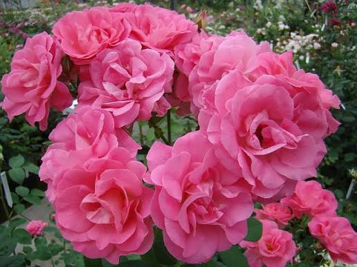 Rosier buisson