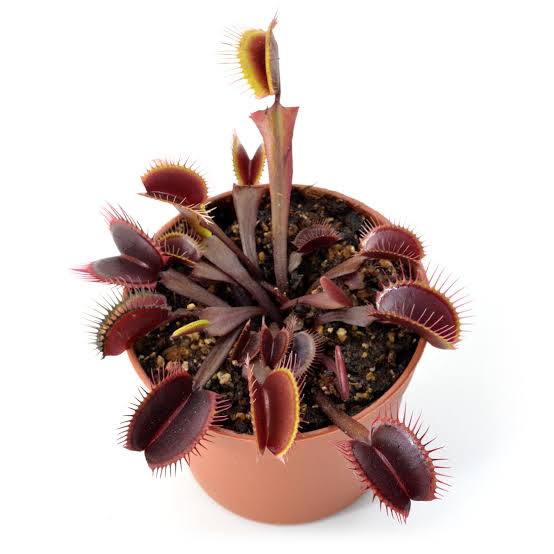 Dionaea muscipulata black venom (venus flytrap)