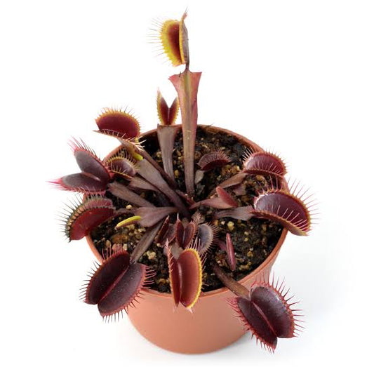 Dionaea muscipulata black venom (venus flytrap)