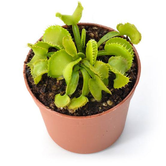 Dionaea muscipulata green wizard (venus flytrap)