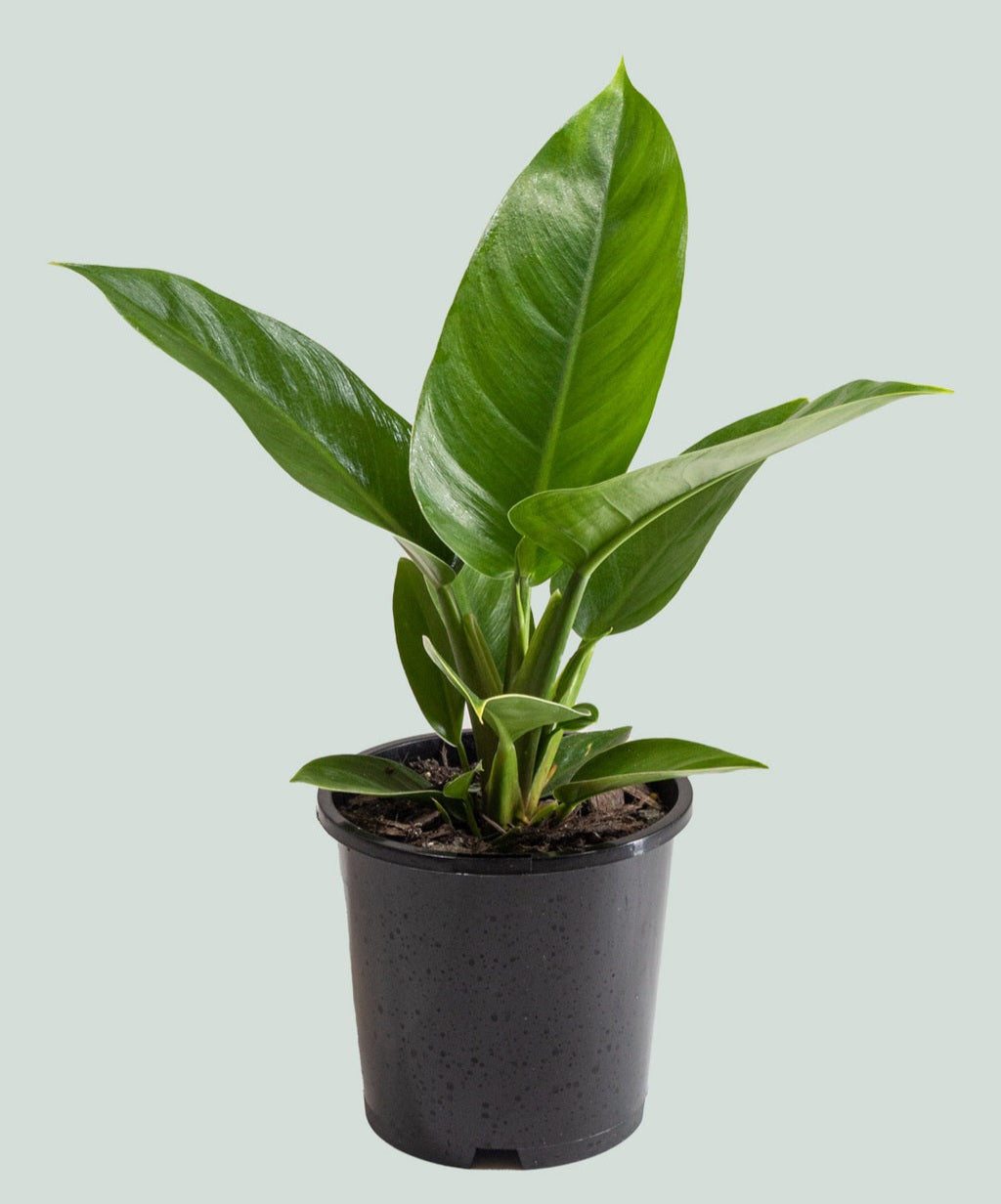 Philodendron green imperial