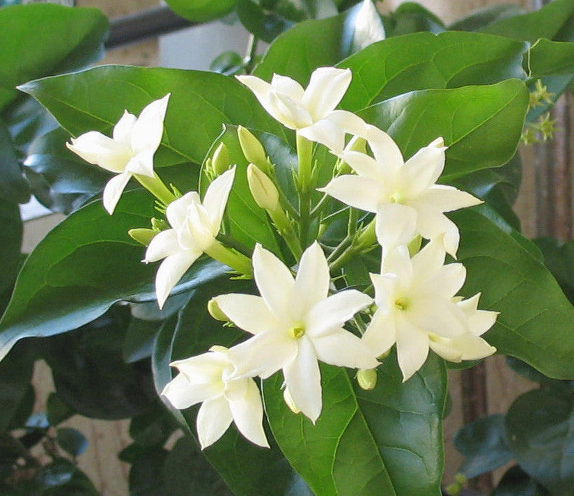 Jasminum sambac (fel)