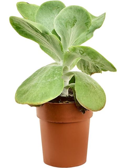 Kalanchoe thyrsiflora