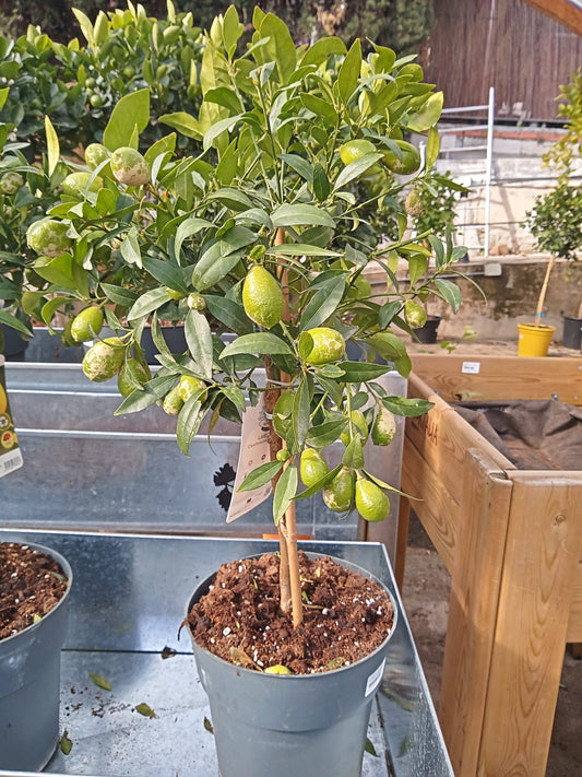 Limequat