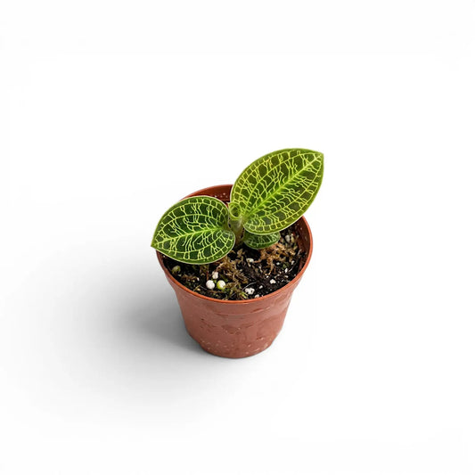 Macodes petola (jewel orchid-orchidée bijou)