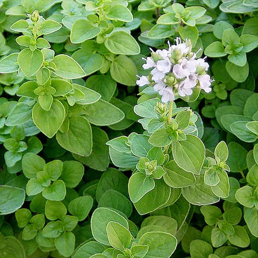 Origanum majorana (marjolaine)