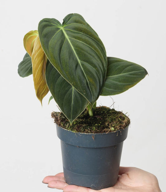 Philodendron melanochrysum