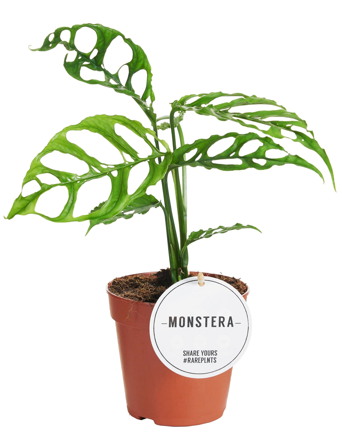 Monstera obliqua peru