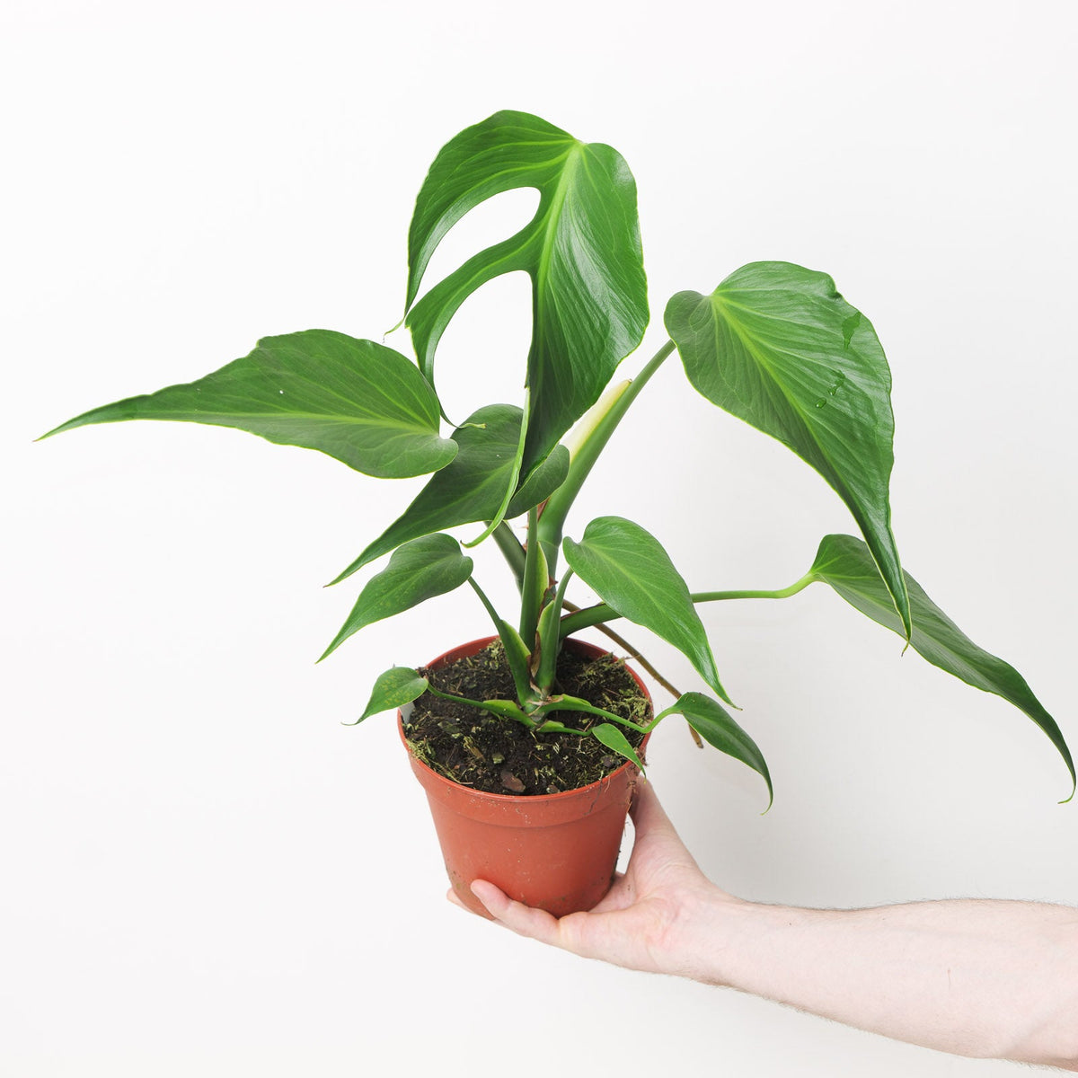 Monstera burle marx flame