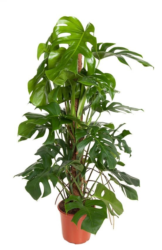 Monstera deliciosa