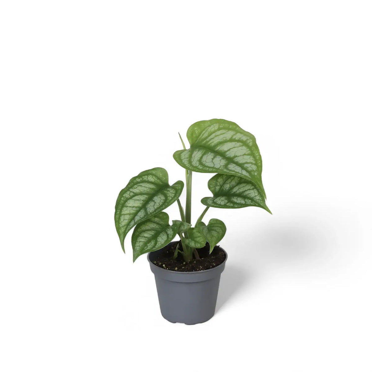 Monstera siltepecana el salvador