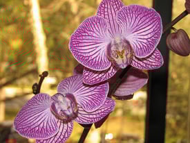 Phalaenopsis orchid