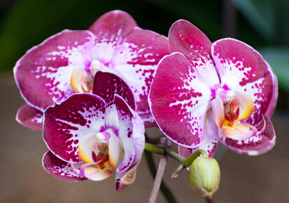 Phalaenopsis orchid