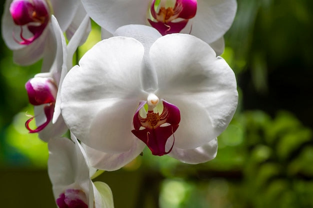 Phalaenopsis orchid