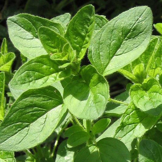 Origanum vulgare (origan commun)