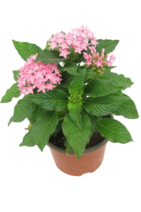 Pentas (étoile égyptienne)