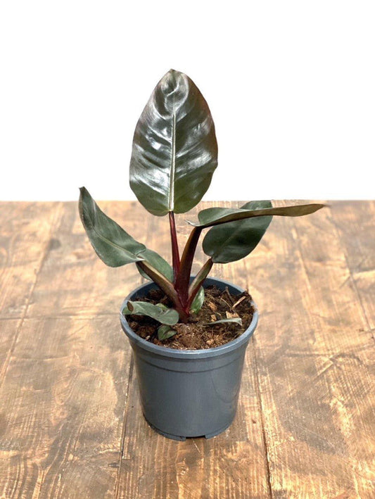 Philodendron black cardinal